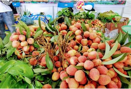 Each week, Vietnam will export 18 tons of fresh litchi to Australia